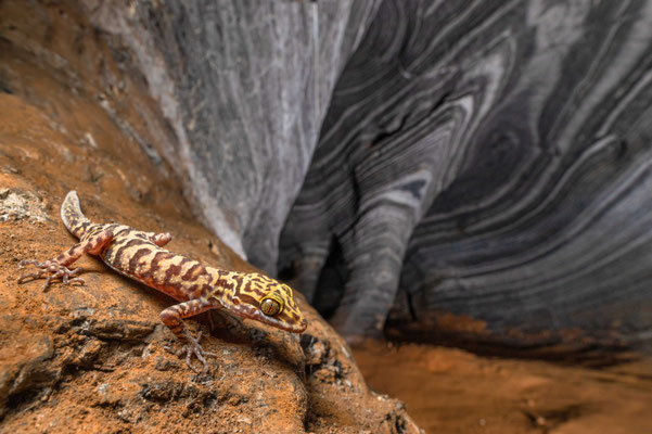 Cytrodactylus amphipetraeus - Tak, Thailand