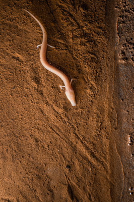 Proteus anguinus, Slovenia