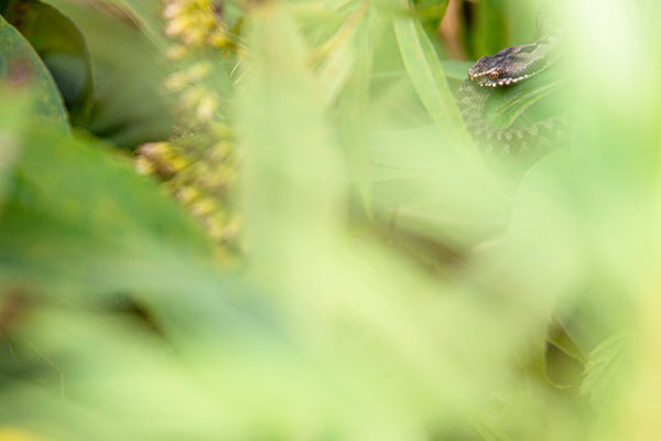 Bosnian adder - Vipera berus bosniensis