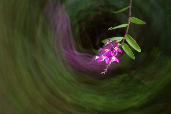 Epidendrum pachytepalum - Costa Rica