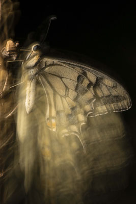 Papilio machaon - Croatia