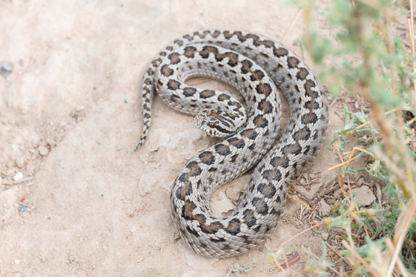 Asian steppe viper (Vipera renardi tienshanica), male