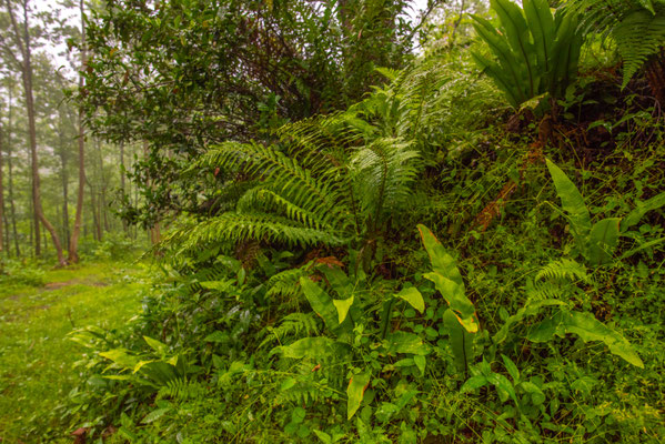 Subtropical Rainforest - Georgia