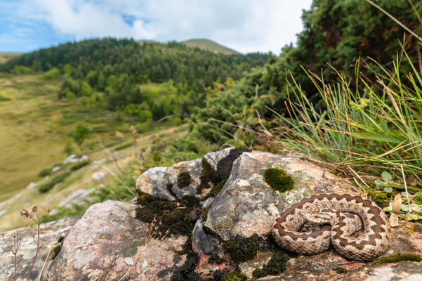 Vipera ursinii macrops, Montenegro