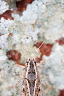 Calliptamus barbarus - Kazakhstan