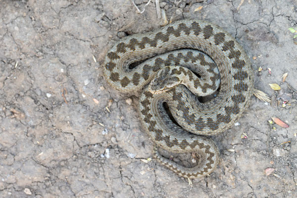 Steppe viper (Vipera renardi)