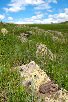 Armenian Steppe Viper - Vipera renardi eriwanensis