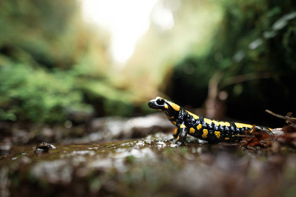 Fire Salamander - Salamandra salamandra