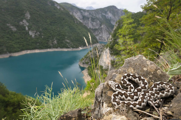 Rivers / Vipera ammodytes, Montenegro