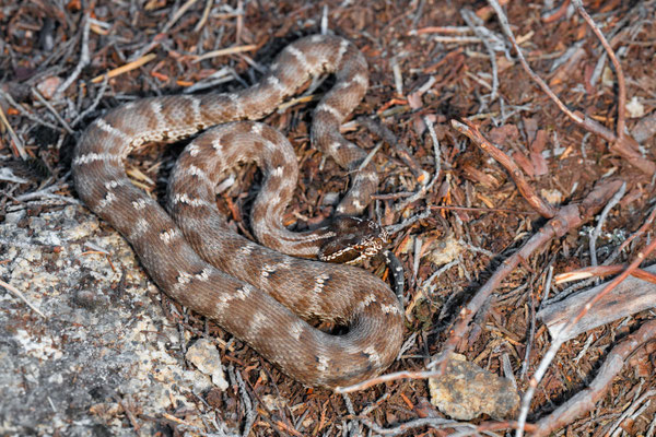 Siberian pit-viper (Gloydius halys)