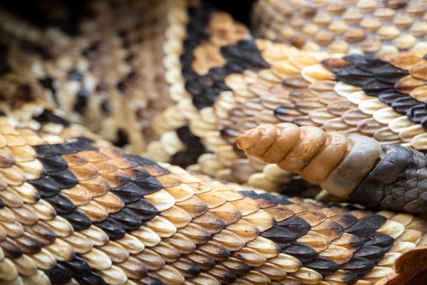 Aposematism - Crotalus simus, Costa Rica