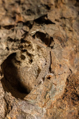 Transcaspian bent-toed gecko (Mediodactylus russowii)