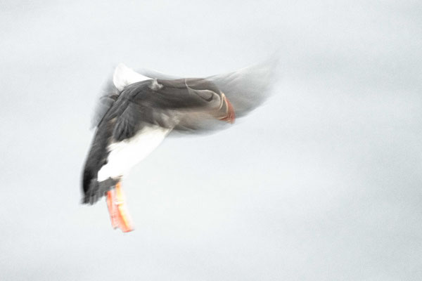 Puffin - Norway