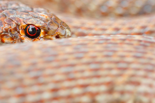 Dolichophis schmidt - Kakheti