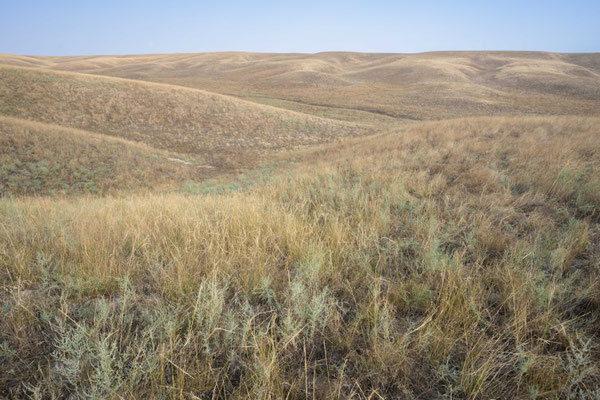 Dried out steppe