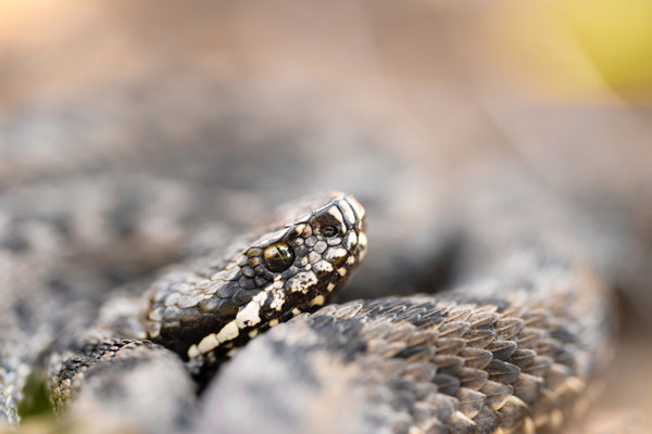 Altay Viper (Vipera renardi 'altaica'), female