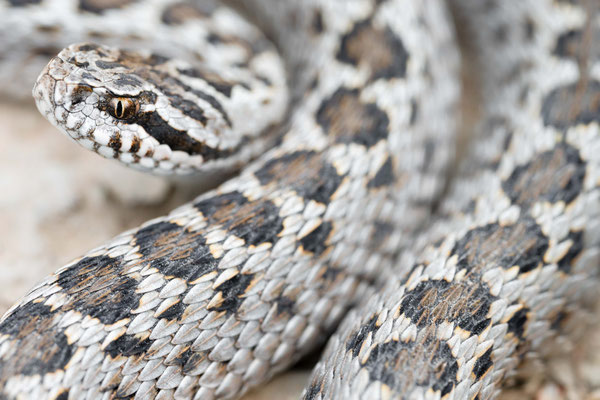 Vipera renardi tienshanica - Kazakhstan