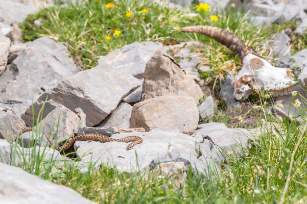 Obseravtions: Vipera berus - Female basking next to Ibex skull