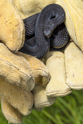 Male adder, handled under permission for sampling