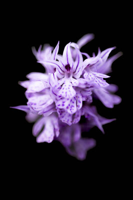 Dinaric Alps / Orchis tridentata, Croatia