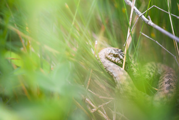 Karst viper - Vipera ursinii macrops