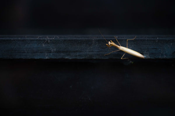 Hierodula tenuidentata