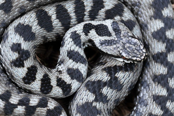 Vipera berus nikolskii, Romania