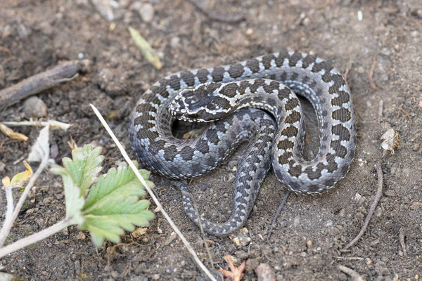 Altay Viper (Vipera renardi 'altaica'), juvenile