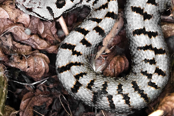 Vipera aspis - Southern Black Forest