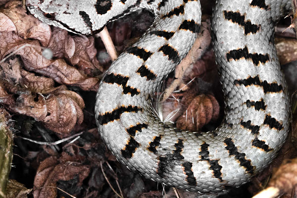 Vipera aspis - Southern Black Forest