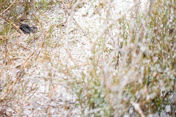 Snow Adders: Vipera berus - Male in a snowstorm