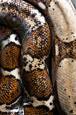 Boa constrictor imperator - Guanacaste, Costa Rica