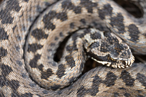 Vipera renardi 'altaica' - Kazakhstan