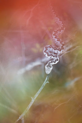 Vipera ammodytes, Croatia