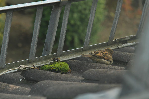 Spatz auf altem Dach