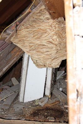 "Unser" Hornissennest