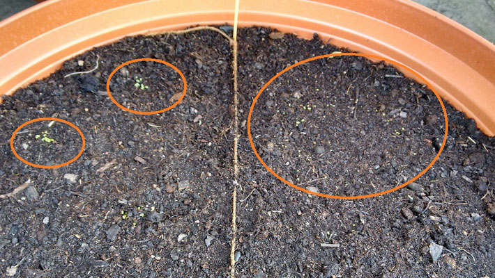 Thymian und Rosmarin: Was ist was?