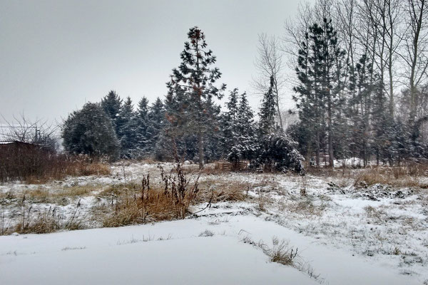 Blick in die Wildnis