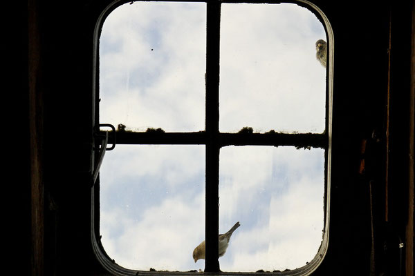 Spatzen und Fliegen