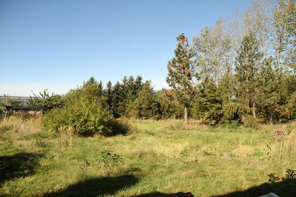 Der Garten aka Wildnis im Abendlicht