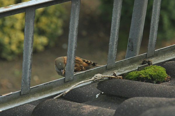 Spatz auf altem Dach