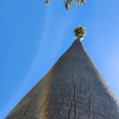 Palme schmal 