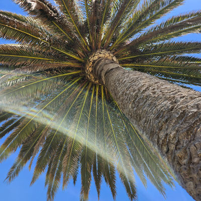 Palme breit 