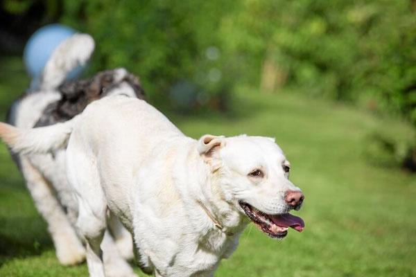 Snautz De Hunde