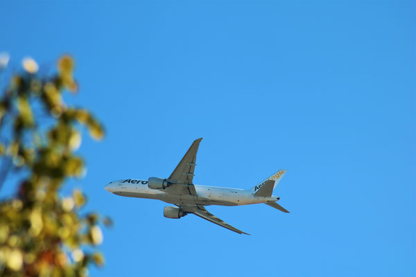Boeing 777-200F Aero Logic,  BeimTake off in Frankfurt, Ende Oktober, von Steve Baaß. + Der Baum ist gewollt