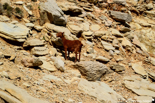 Tierische Wegbegleiter im Vall de Boquer
