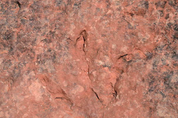 Dino-Fußabdrücke im Sandstein