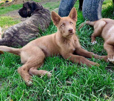 Accueil Site De Chienloupeuropeen