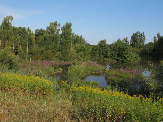 Altwasserbiotop LK Straubing, Foto: Michael Körner