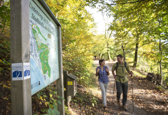 Stadtwald am Geiersberg © Tourismusverband Ostbayern e.V., Fotograf Stefan Gruber